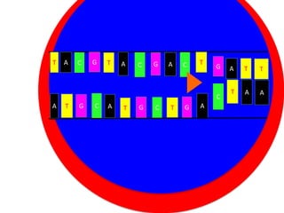 T

A

C

G

T

A

C

G

A

C

T

Cytoplasm
A

T

G

C

A

Nucleus
G
T

C

T

G

C
G

A

A

T

T

T

A

A

 