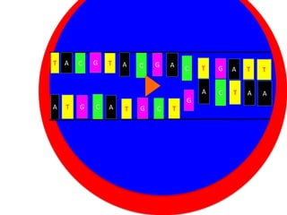 T

A

C

G

T

A

C

G

A

C

A

T

G

C

A

Nucleus
G
T

G
C

T

G

A

T

T

A

Cytoplasm

T

C

T

A

A

 