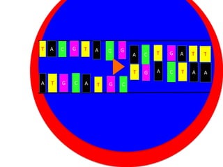 T

A

C

G

T

A

C

G

A

Cytoplasm
T
A

T

G

C

A

Nucleus
G
T

C

C

T

G

A

T

T

G

A

C

T

A

A

 