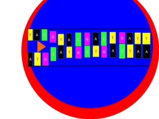T

A

C

G

C
A

T

G

C

G

A

T

A

A

Cytoplasm
T
C
T
G
Nucleus

C

T

G

A

T

T

G

A

C

T

A

A

 