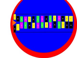 T

A

A

T

G

A

C

G

T

A

G

C

A

Cytoplasm
T
C
T
G
Nucleus

C

C

T

G

A

T

T

G

A

C

T

A

A

 