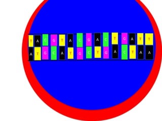 G

A

T

A

C

G

T

A

A

T

G

C

A

Cytoplasm
T
C
T
G
Nucleus

C

C

T

G

A

T

T

G

A

C

T

A

A

 