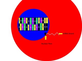 TA C G T A C G A C T G A T T
AT G C A T G C T G A C T A A
mRNA Strand

Nuclear Pore

 