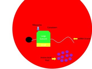 Ribosome
Cytoplasm

Large
Subunit

Small

Amino Acid
Pool

mRNA Strand

 