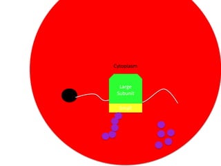 Cytoplasm

Large
Subunit

Small

 
