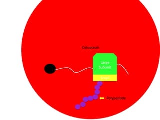 Cytoplasm

Large
Subunit

Small

Polypeptide

 