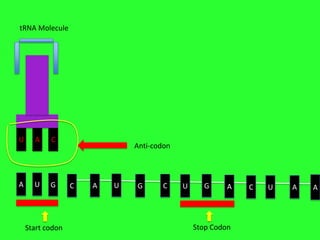 tRNA Molecule

U

A

C

A

U

G

Start codon

Anti-codon

C

A

U

G

C

U

G

A

Stop Codon

C

U

A

A

 