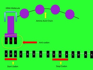 tRNA Molecule

Amino Acid Chain

U

A

C

A

U

G

Start codon

Anti-codon

C

A

U

G

C

U

G

A

Stop Codon

C

U

A

A

 