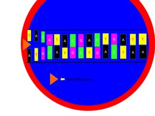 T

A

A

T

C

G

G

T

A

C

A C
G
Cytoplasm

T

G

A

T

T

C

A

T

G

C

A

C

T

A

A

T

RNA Polymerase

G

 