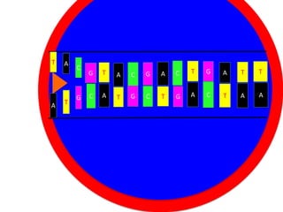 T

A

A

T

C

G

G
C

T
A

A
T

C

G

C

T

G

A

T

T

G

Cytoplasm
C
T
G

A

C

T

A

A

A

 