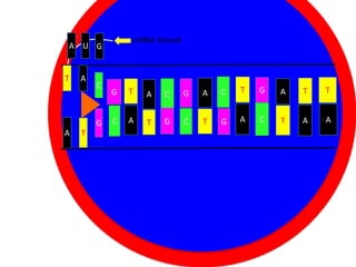 mRNA Strand

A U G

T

A

C

G
A

T

G
C

T
A

A
T

C

G
Nucleus

C

T

G

A

T

T

Cytoplasm
C
T
G

A

C

T

A

A

G

A

 