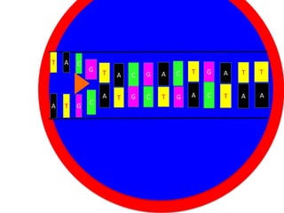 T

A

A

T

C

G

G

C

T
A

A
T

C

G
Nucleus

C

T

G

A

T

T

Cytoplasm
C
T
G

A

C

T

A

A

G

A

 