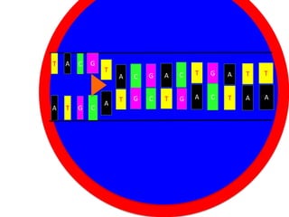 T

A

A

T

C

G

G

C

T

A

A
T

C

G
Nucleus

C

T

G

A

T

T

Cytoplasm
C
T
G

A

C

T

A

A

G

A

 