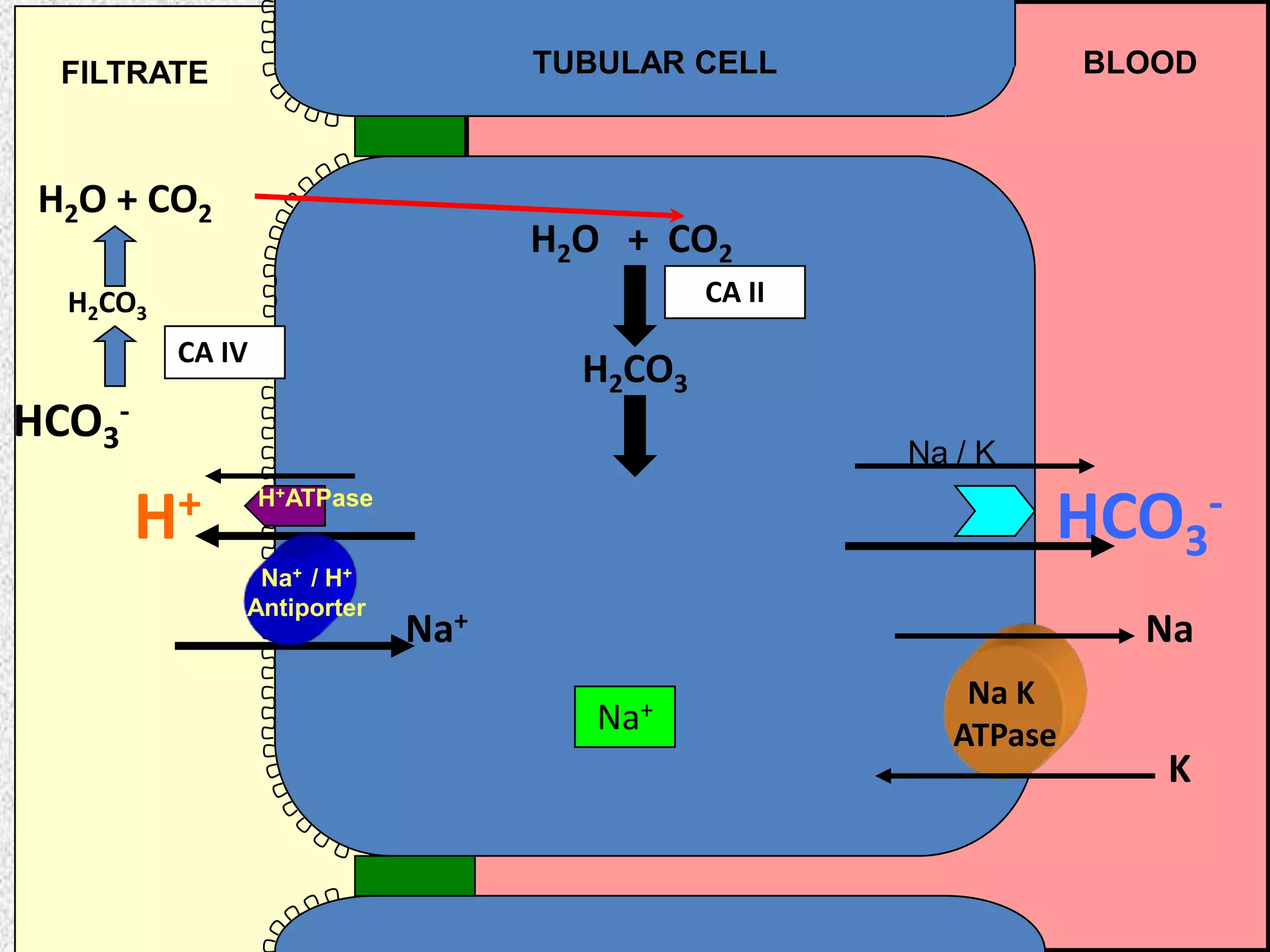 TUBULAR CELL

FILTRATE

H2O + CO2

BLOOD

H2O + CO2
CA II

H2CO3
CA IV

H2CO3

HCO3-

Na / K

H+

HCO3-

H+ATPase
Na+ / H+
Antiporter

Na+

Na
Na+

Na K
ATPase

K

 