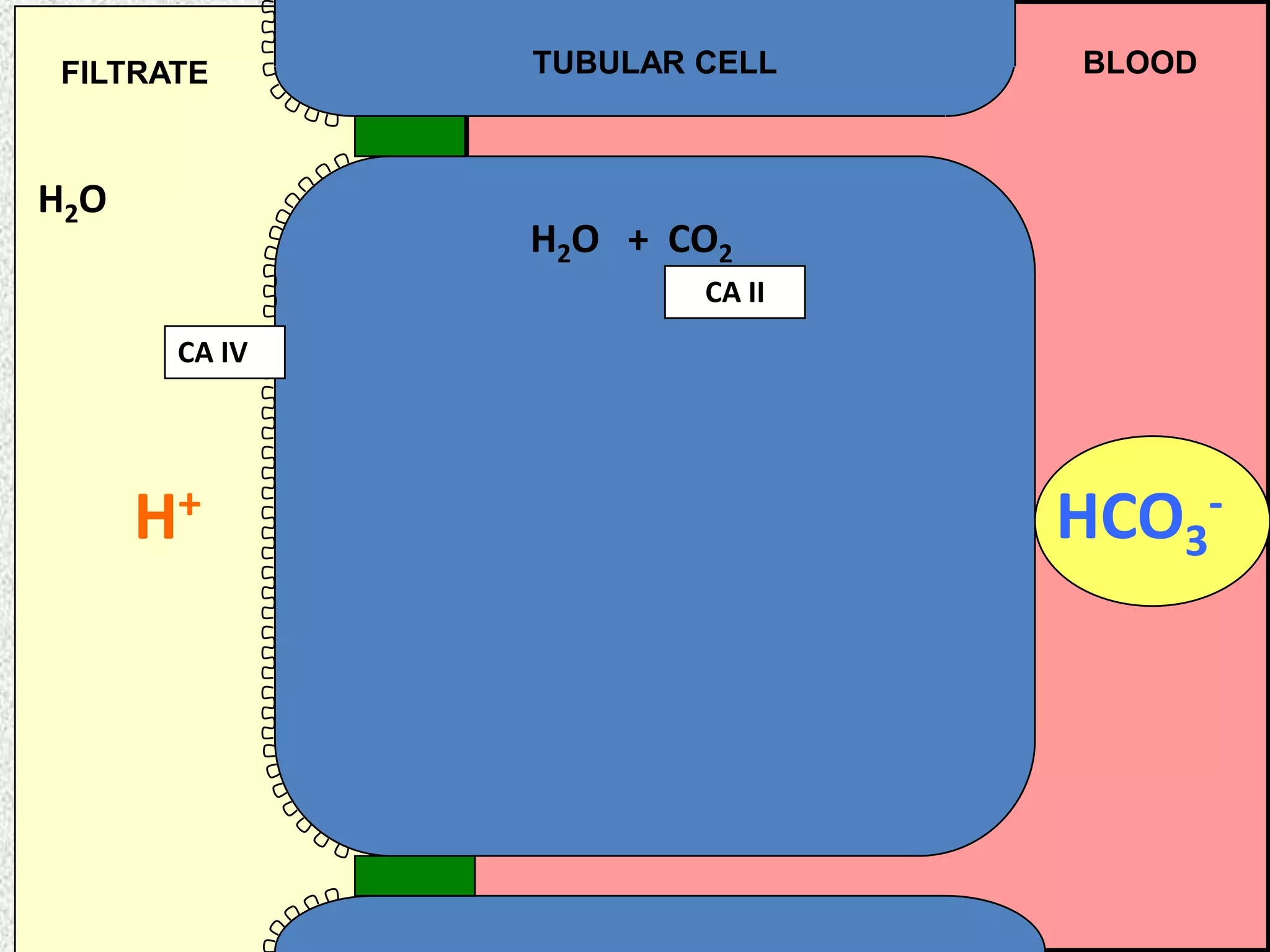 FILTRATE

H2O

TUBULAR CELL

BLOOD

H2O + CO2
CA II
CA IV

H+

HCO3-

 