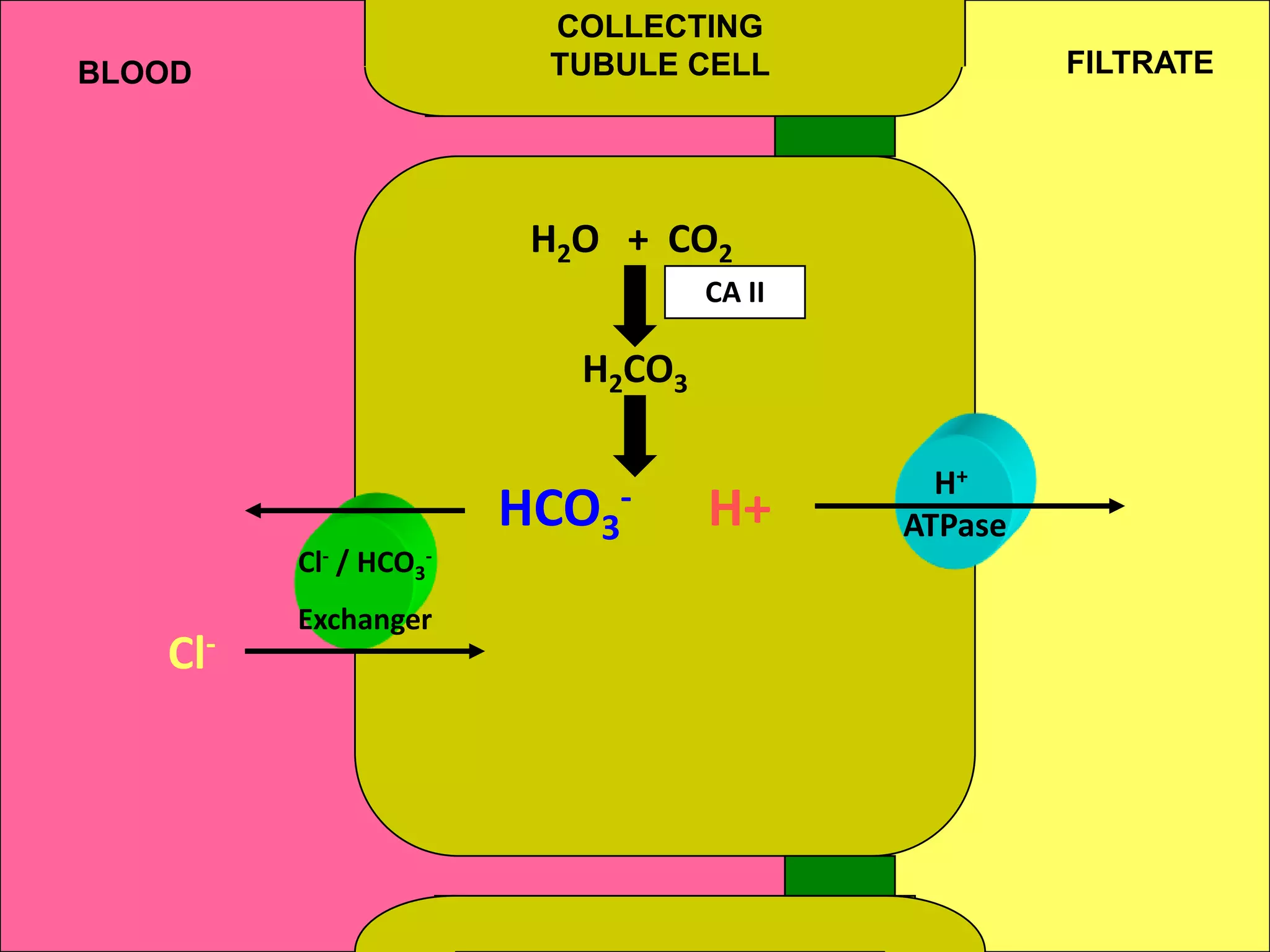 COLLECTING
TUBULE CELL

BLOOD

FILTRATE

H2O + CO2
CA II

H2CO3

Cl- / HCO3-

Cl-

Exchanger

HCO3-

H+

H+
ATPase

 