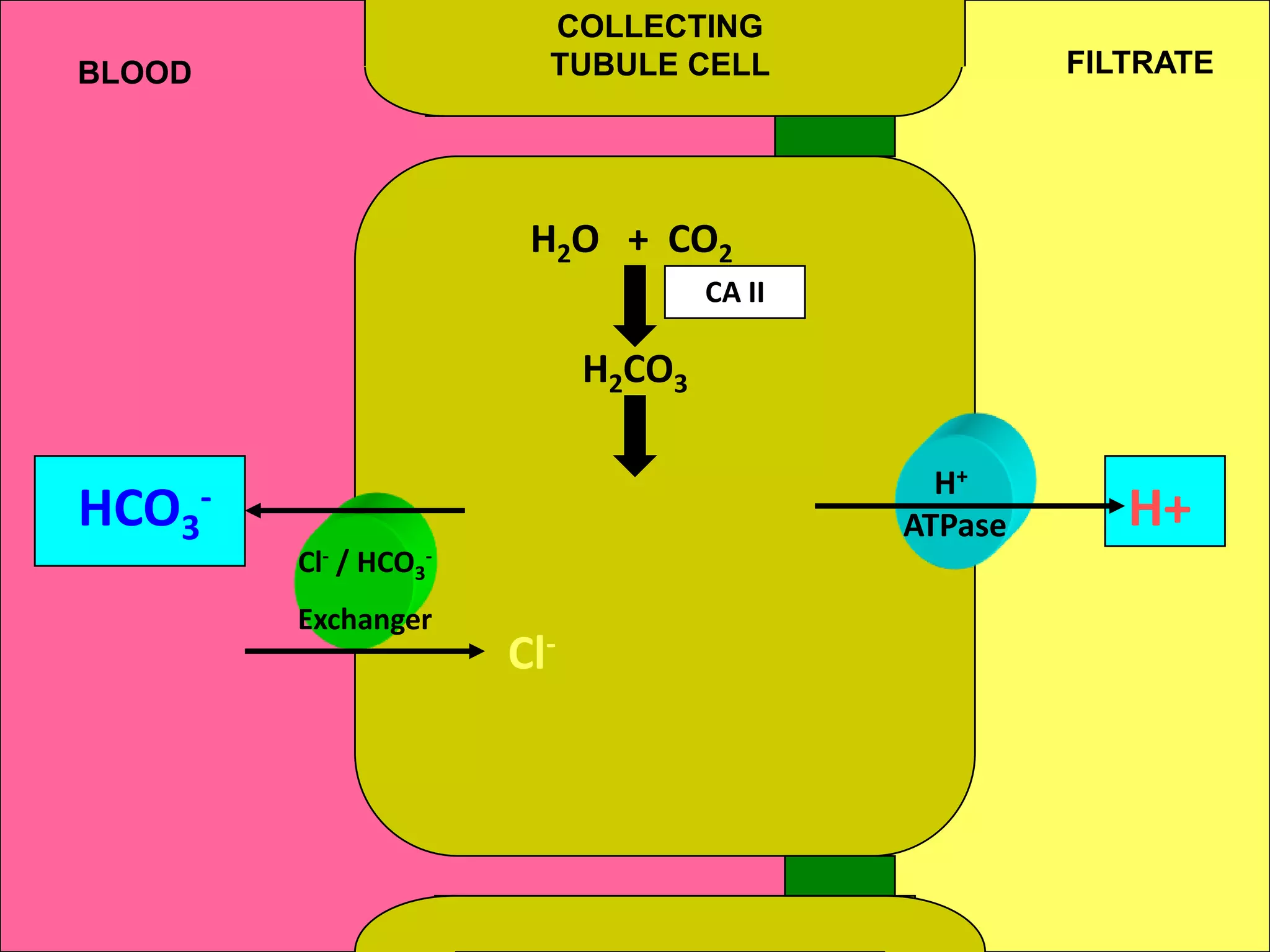 COLLECTING
TUBULE CELL

BLOOD

FILTRATE

H2O + CO2
CA II

H2CO3

HCO3-

H+
ATPase
Cl- / HCO3-

Exchanger

Cl-

H+

 