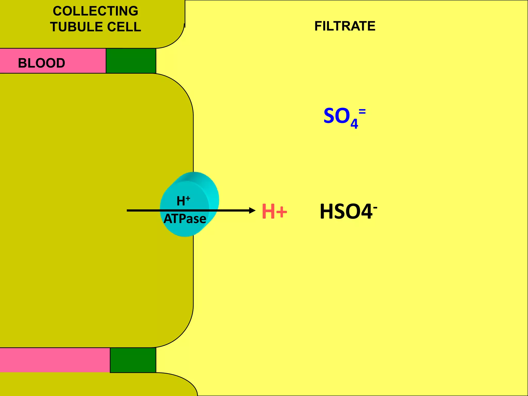 COLLECTING
TUBULE CELL

FILTRATE

BLOOD

SO4=

H+
ATPase

H+

HSO4-

 