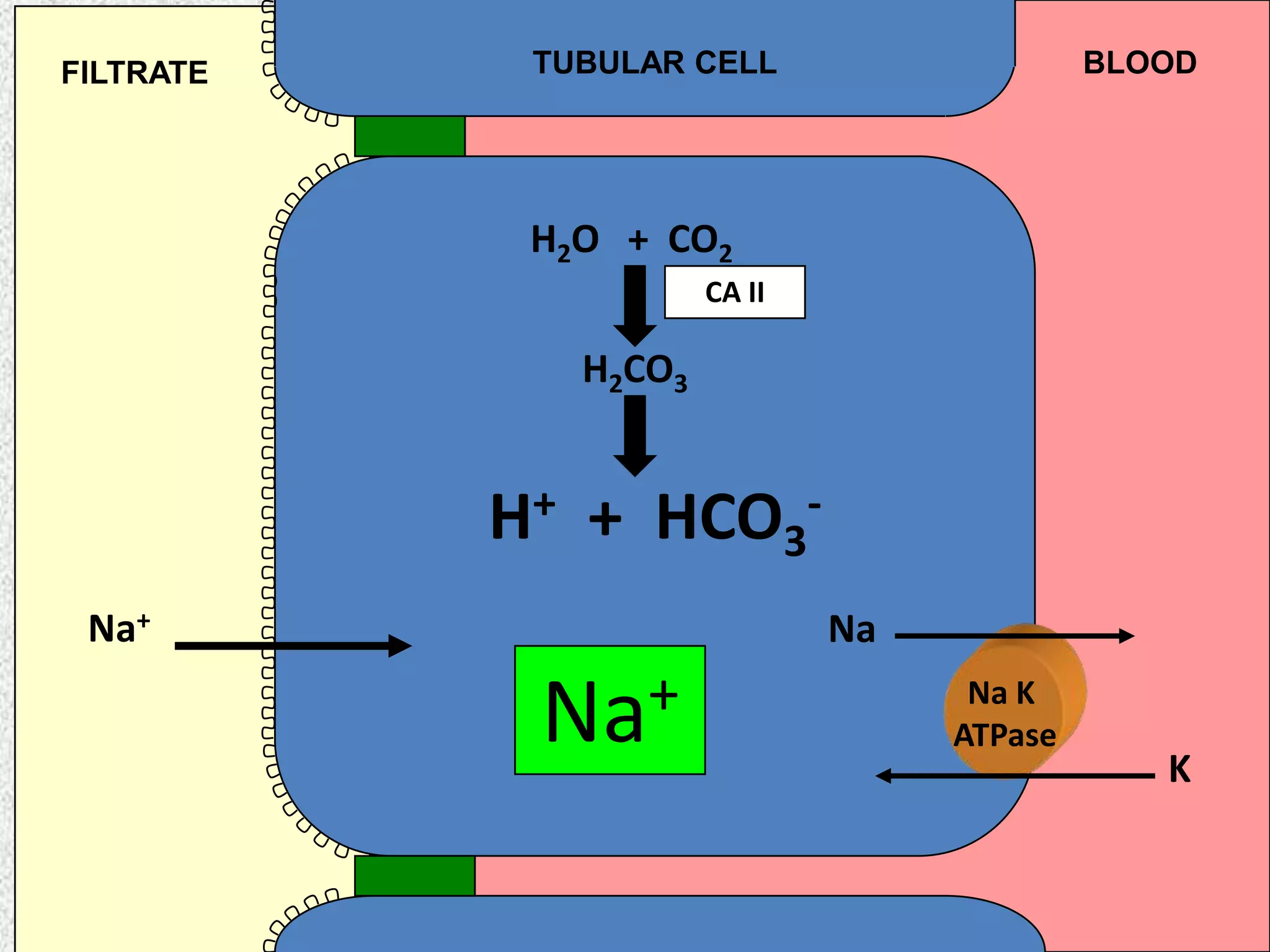 FILTRATE

TUBULAR CELL

BLOOD

H2O + CO2
CA II

H2CO3

H+ + HCO3Na+

Na

+
Na

Na K
ATPase

K

 