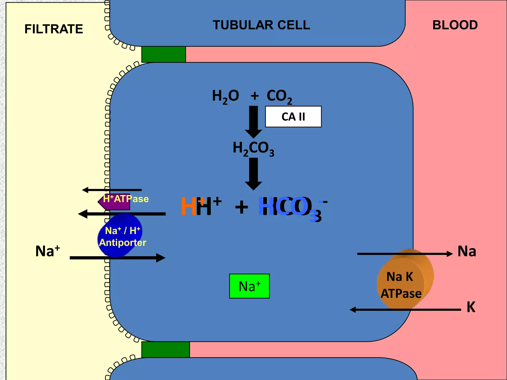 TUBULAR CELL

FILTRATE

BLOOD

H2O + CO2
CA II

H2CO3
H+ATPase

Na+

Na+ / H+
Antiporter

+
HH+ + HCO33-HCO
Na
Na+

Na K
ATPase

K

 