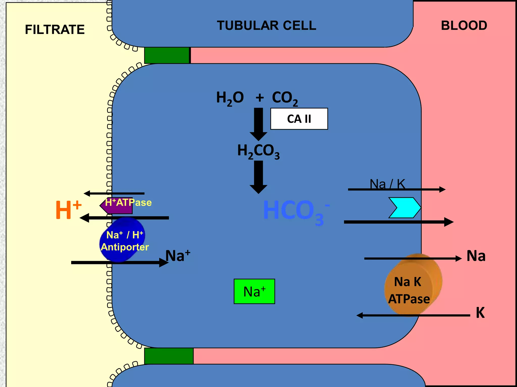 TUBULAR CELL

FILTRATE

BLOOD

H2O + CO2
CA II

H2CO3
Na / K

H+

HCO3-

H+ATPase
Na+ / H+
Antiporter

Na+

Na
Na+

Na K
ATPase

K

 
