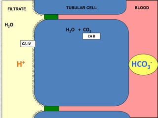 FILTRATE

H2O

TUBULAR CELL

BLOOD

H2O + CO2
CA II
CA IV

H+

HCO3-

 