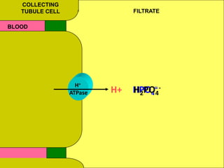 COLLECTING
TUBULE CELL

FILTRATE

BLOOD

H+
ATPase

H+

HPO4= H2PO4

 