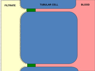 FILTRATE

TUBULAR CELL

BLOOD

 