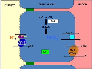 TUBULAR CELL

FILTRATE

BLOOD

H2O + CO2
CA II

H2CO3
Na / K

H+

HCO3-

H+ATPase
Na+ / H+
Antiporter

Na+

Na
Na+

Na K
ATPase

K

 