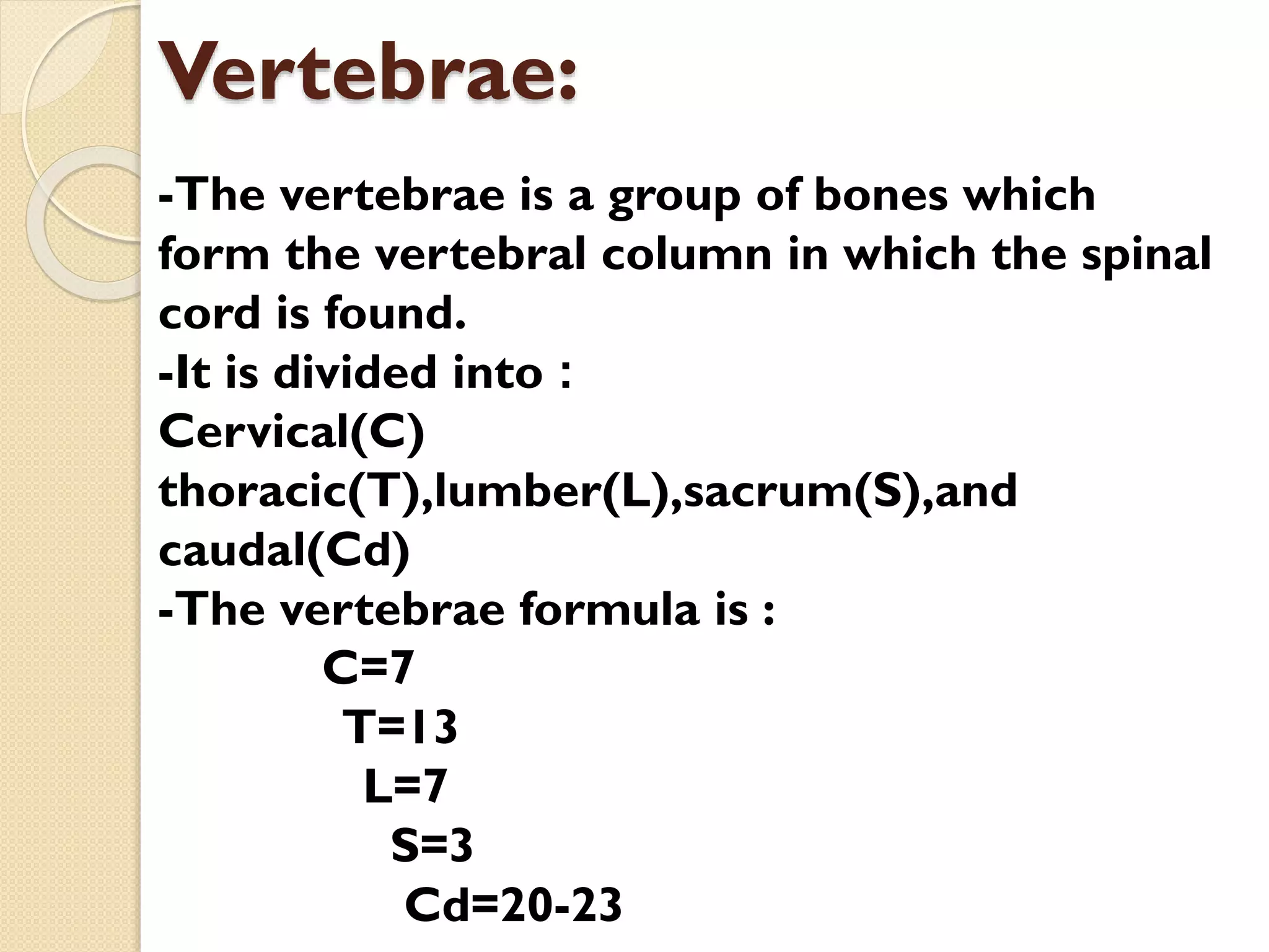 Vertebrae:
-The vertebrae is a group of bones which
form the vertebral column in which the spinal
cord is found.
-It is divided into :
Cervical(C)
thoracic(T),lumber(L),sacrum(S),and
caudal(Cd)
-The vertebrae formula is :
C=7
T=13
L=7
S=3
Cd=20-23

 
