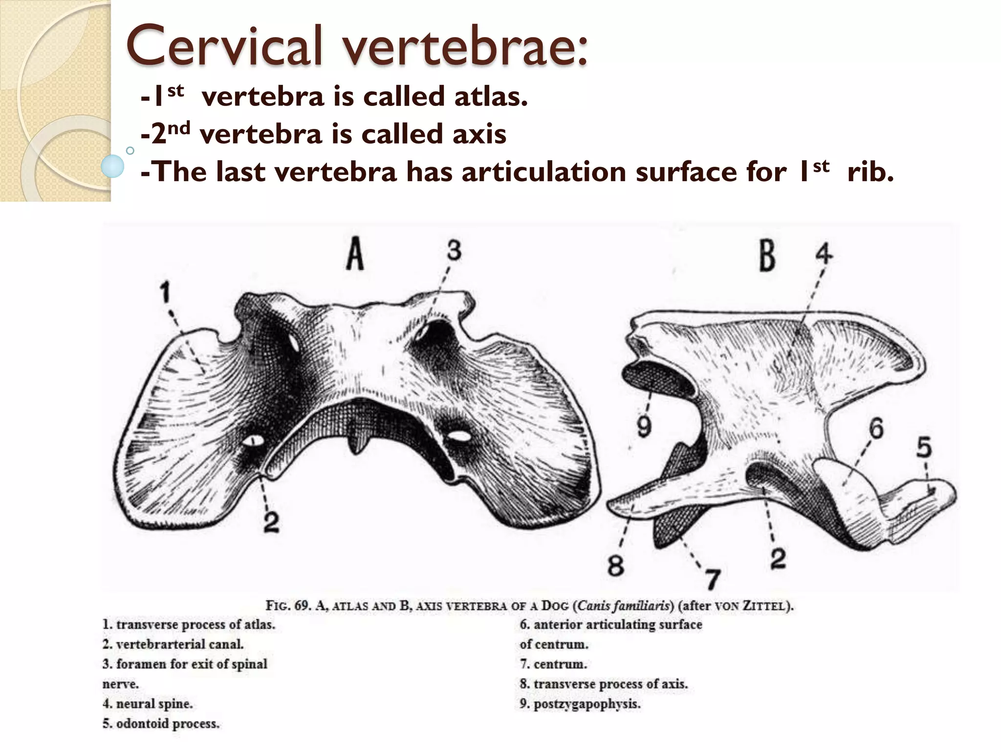Cervical vertebrae:

-1st vertebra is called atlas.
-2nd vertebra is called axis
-The last vertebra has articulation surface for 1st rib.

 