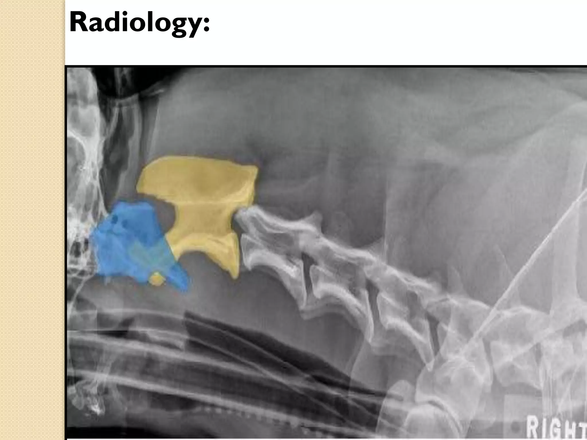 Radiology:

 