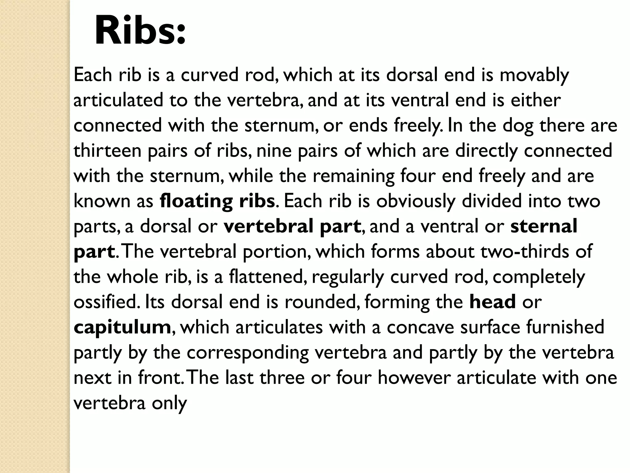 Ribs:
Each rib is a curved rod, which at its dorsal end is movably
articulated to the vertebra, and at its ventral end is either
connected with the sternum, or ends freely. In the dog there are
thirteen pairs of ribs, nine pairs of which are directly connected
with the sternum, while the remaining four end freely and are
known as floating ribs. Each rib is obviously divided into two
parts, a dorsal or vertebral part, and a ventral or sternal
part. The vertebral portion, which forms about two-thirds of
the whole rib, is a flattened, regularly curved rod, completely
ossified. Its dorsal end is rounded, forming the head or
capitulum, which articulates with a concave surface furnished
partly by the corresponding vertebra and partly by the vertebra
next in front. The last three or four however articulate with one
vertebra only

 