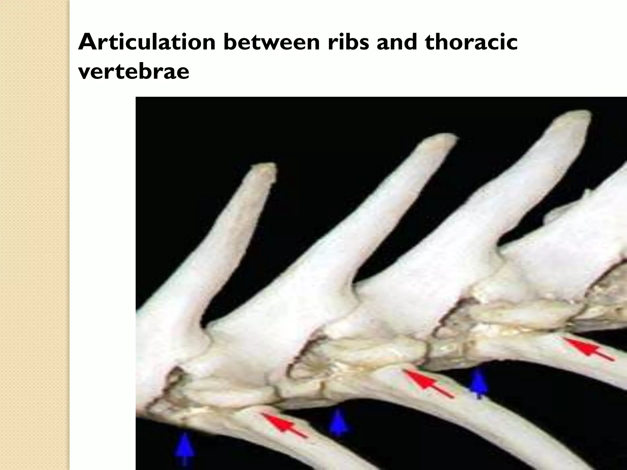 Articulation between ribs and thoracic
vertebrae

 