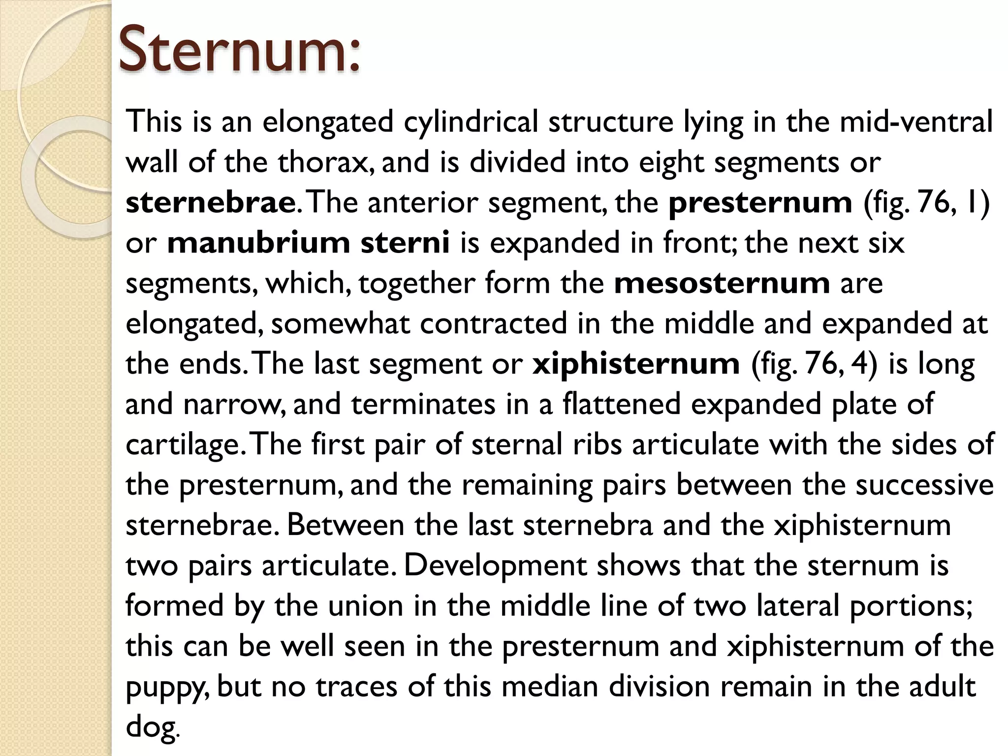 Sternum:
This is an elongated cylindrical structure lying in the mid-ventral
wall of the thorax, and is divided into eight segments or
sternebrae. The anterior segment, the presternum (fig. 76, 1)
or manubrium sterni is expanded in front; the next six
segments, which, together form the mesosternum are
elongated, somewhat contracted in the middle and expanded at
the ends. The last segment or xiphisternum (fig. 76, 4) is long
and narrow, and terminates in a flattened expanded plate of
cartilage. The first pair of sternal ribs articulate with the sides of
the presternum, and the remaining pairs between the successive
sternebrae. Between the last sternebra and the xiphisternum
two pairs articulate. Development shows that the sternum is
formed by the union in the middle line of two lateral portions;
this can be well seen in the presternum and xiphisternum of the
puppy, but no traces of this median division remain in the adult
dog.

 