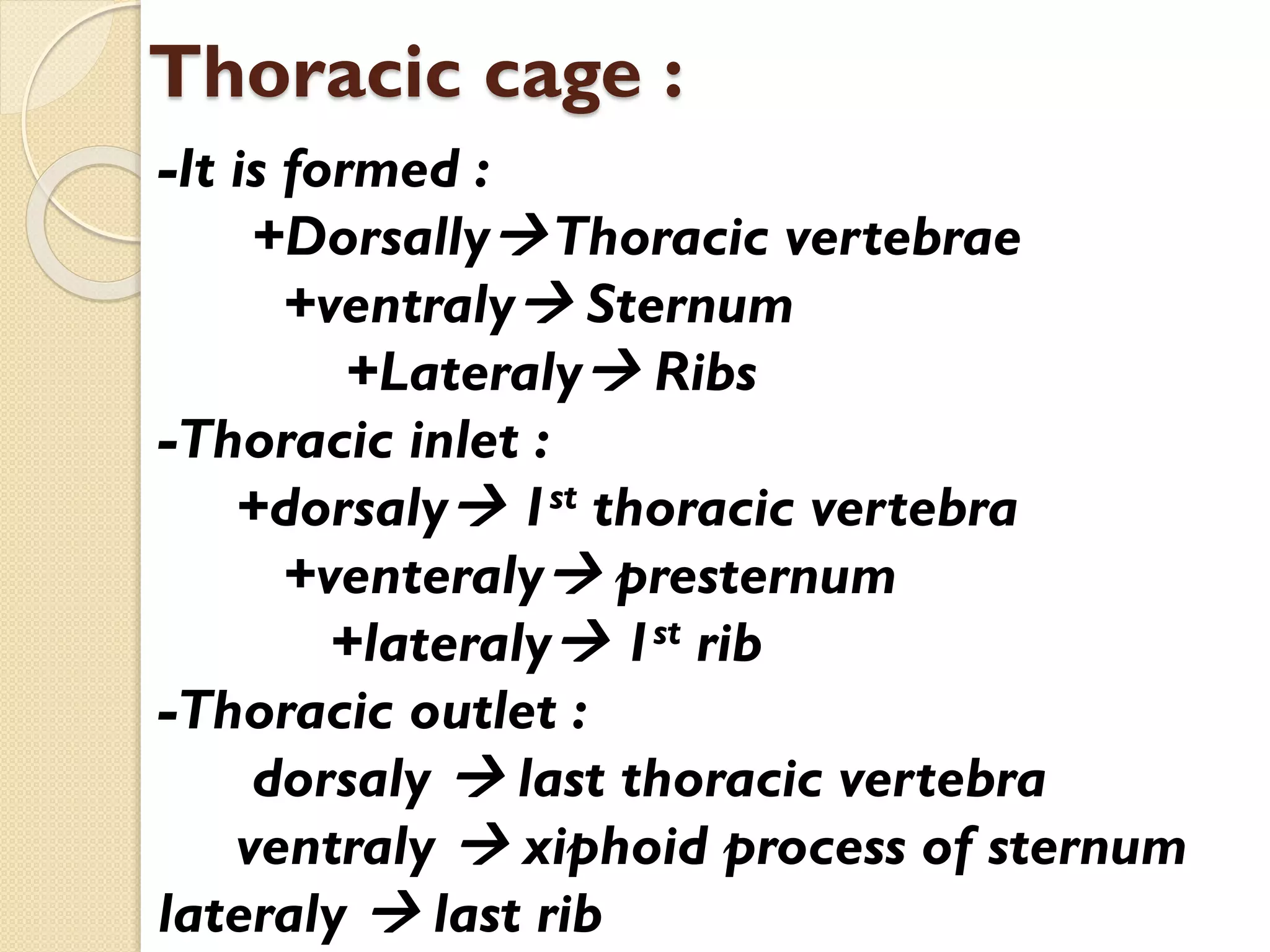 Thoracic cage :
-It is formed :
+Dorsally Thoracic vertebrae
+ventraly Sternum
+Lateraly Ribs
-Thoracic inlet :
+dorsaly 1st thoracic vertebra
+venteraly presternum
+lateraly 1st rib
-Thoracic outlet :
dorsaly  last thoracic vertebra
ventraly  xiphoid process of sternum
lateraly  last rib

 