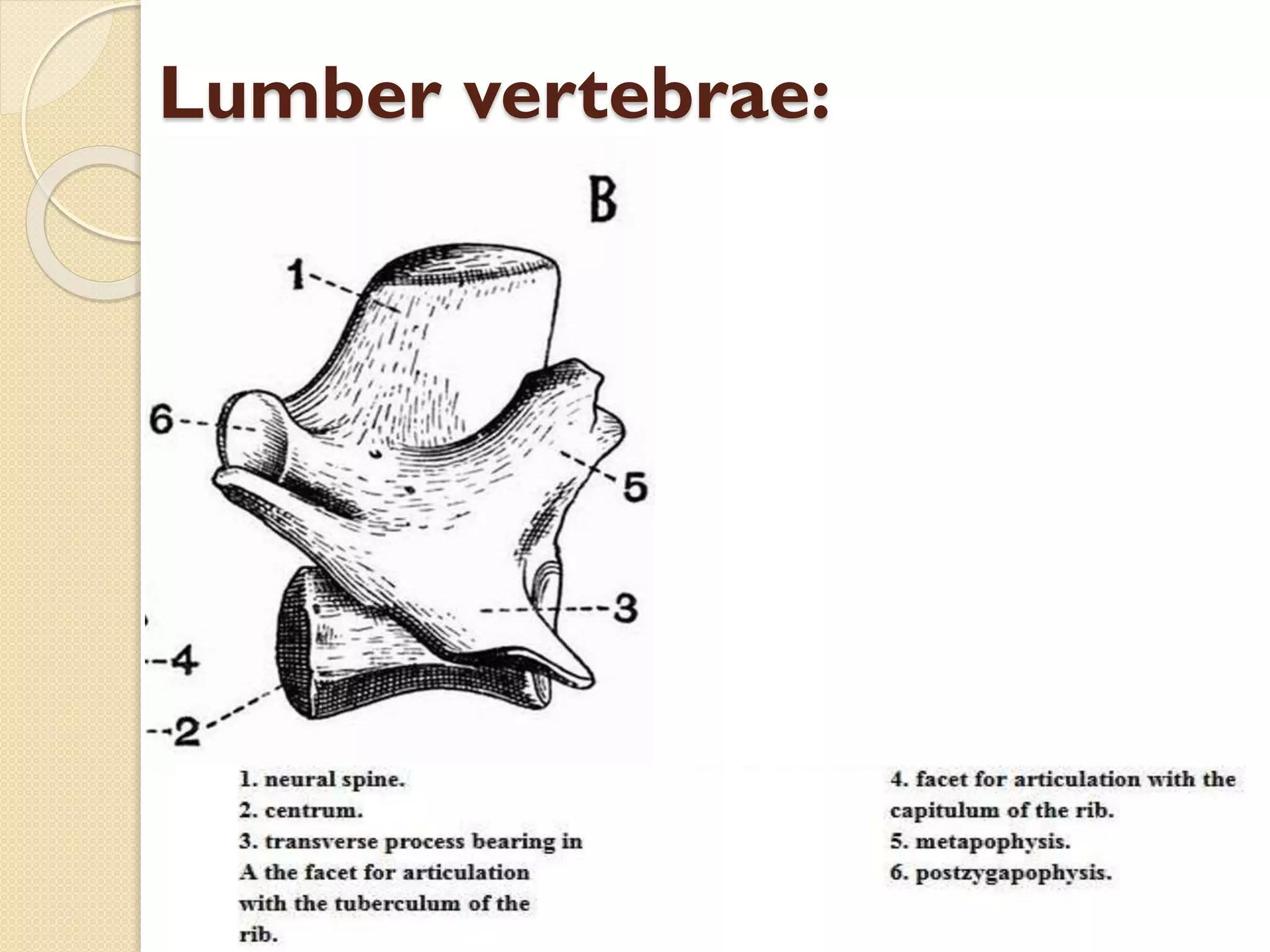 Lumber vertebrae:

 