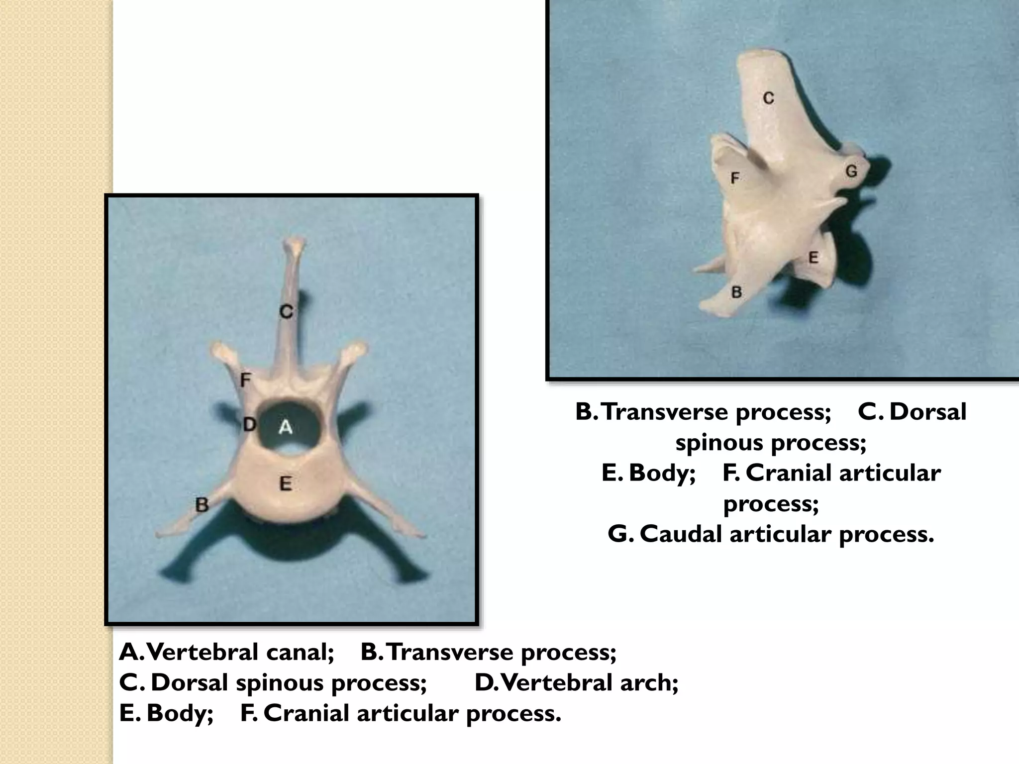 B.Transverse process; C. Dorsal
spinous process;
E. Body; F. Cranial articular
process;
G. Caudal articular process.

A.Vertebral canal; B.Transverse process;
C. Dorsal spinous process;
D.Vertebral arch;
E. Body; F. Cranial articular process.

 