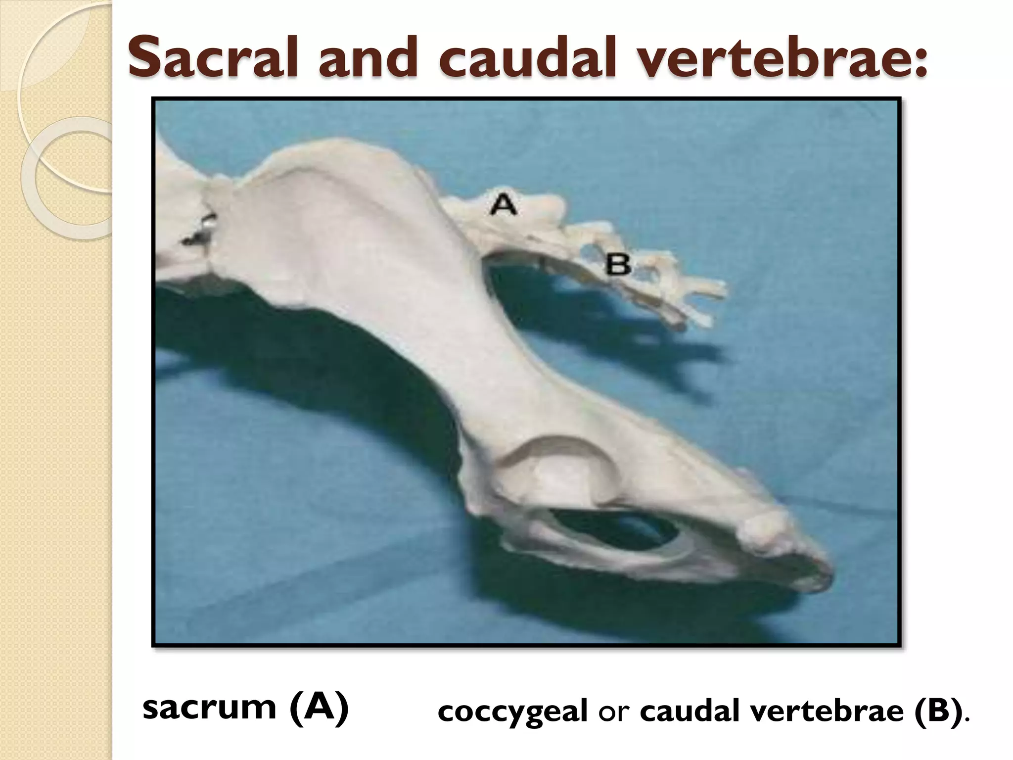 Sacral and caudal vertebrae:

sacrum (A)

coccygeal or caudal vertebrae (B).

 