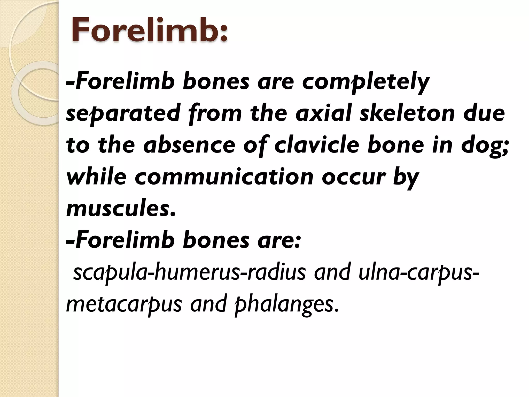 Forelimb:
-Forelimb bones are completely
separated from the axial skeleton due
to the absence of clavicle bone in dog;
while communication occur by
muscules.
-Forelimb bones are:
scapula-humerus-radius and ulna-carpusmetacarpus and phalanges.

 