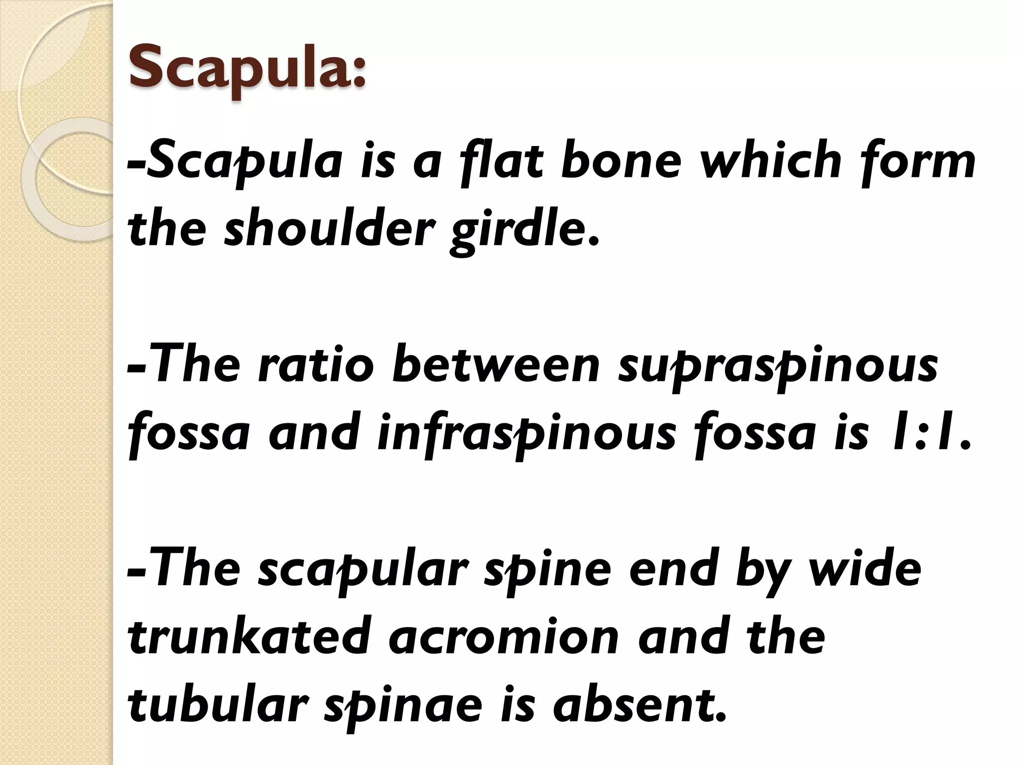 Scapula:
-Scapula is a flat bone which form
the shoulder girdle.
-The ratio between supraspinous
fossa and infraspinous fossa is 1:1.

-The scapular spine end by wide
trunkated acromion and the
tubular spinae is absent.

 