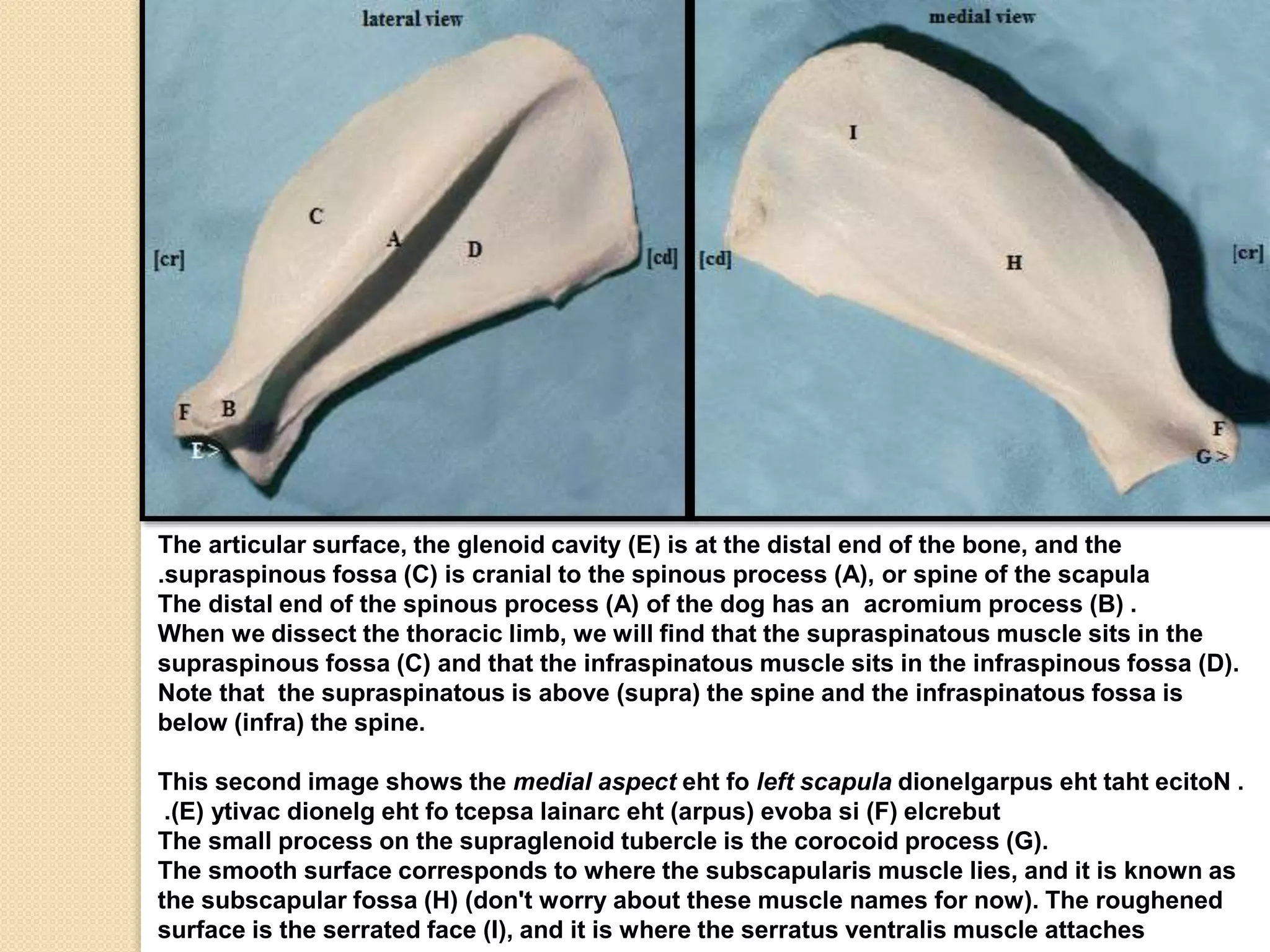 The articular surface, the glenoid cavity (E) is at the distal end of the bone, and the
.supraspinous fossa (C) is cranial to the spinous process (A), or spine of the scapula
The distal end of the spinous process (A) of the dog has an acromium process (B) .
When we dissect the thoracic limb, we will find that the supraspinatous muscle sits in the
supraspinous fossa (C) and that the infraspinatous muscle sits in the infraspinous fossa (D).
Note that the supraspinatous is above (supra) the spine and the infraspinatous fossa is
below (infra) the spine.
This second image shows the medial aspect eht fo left scapula dionelgarpus eht taht ecitoN .
.(E) ytivac dionelg eht fo tcepsa lainarc eht (arpus) evoba si (F) elcrebut
The small process on the supraglenoid tubercle is the corocoid process (G).
The smooth surface corresponds to where the subscapularis muscle lies, and it is known as
the subscapular fossa (H) (don't worry about these muscle names for now). The roughened
surface is the serrated face (I), and it is where the serratus ventralis muscle attaches

 