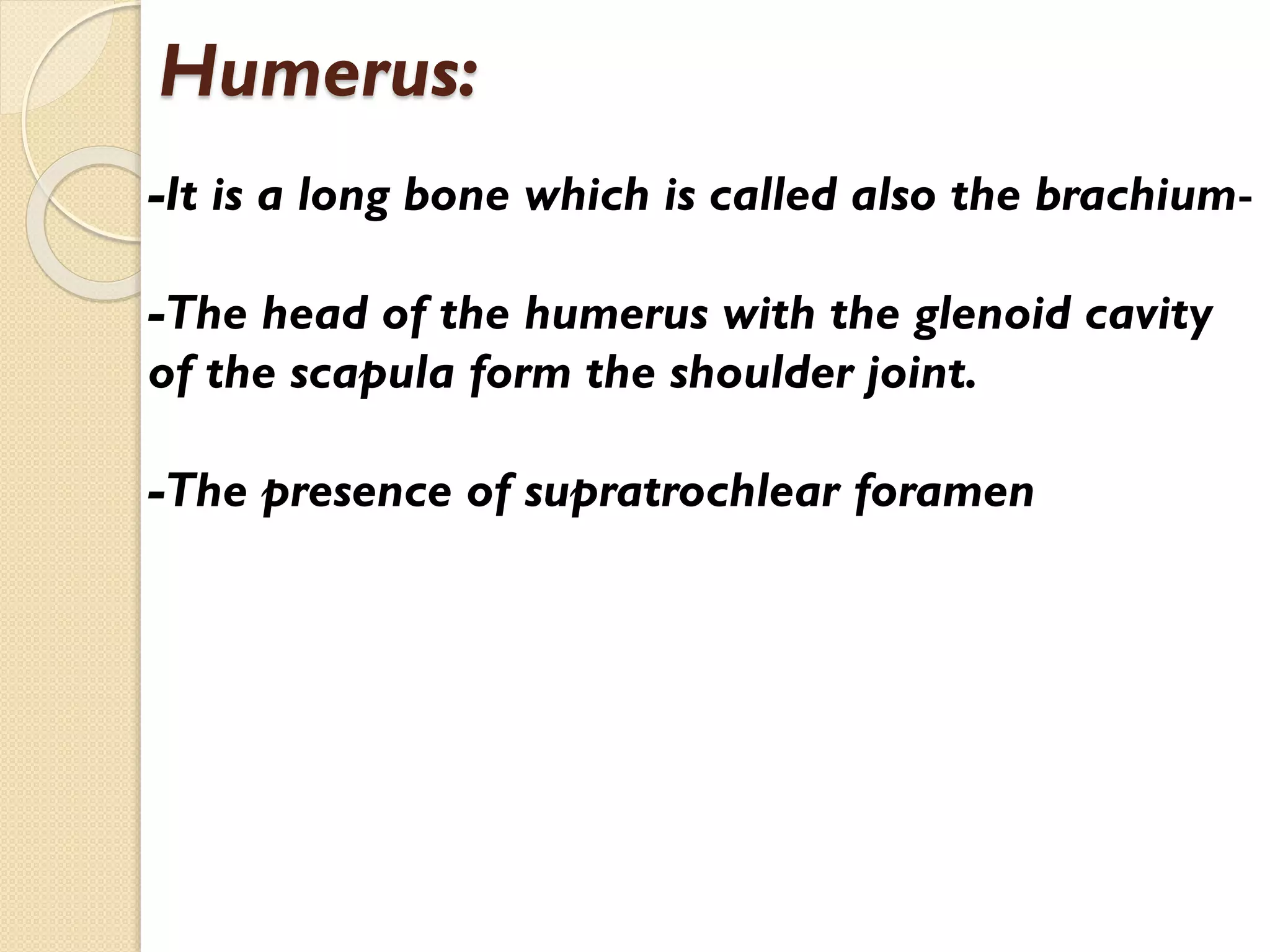 Humerus:
-It is a long bone which is called also the brachium-The head of the humerus with the glenoid cavity
of the scapula form the shoulder joint.

-The presence of supratrochlear foramen

 
