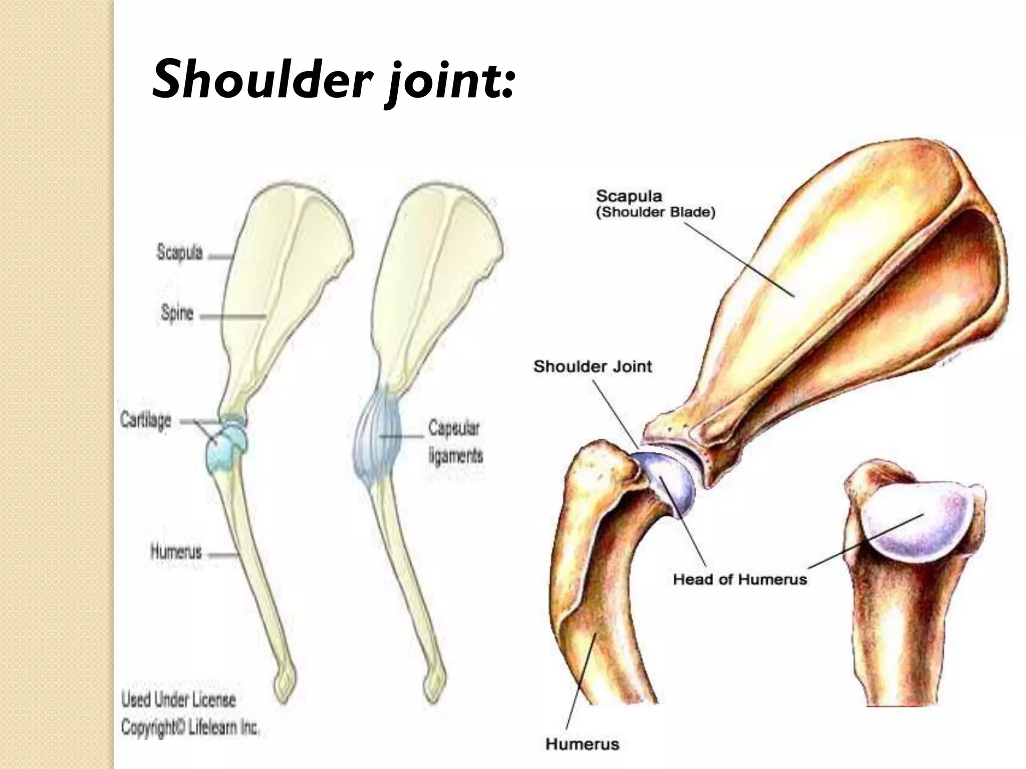 Shoulder joint:

 
