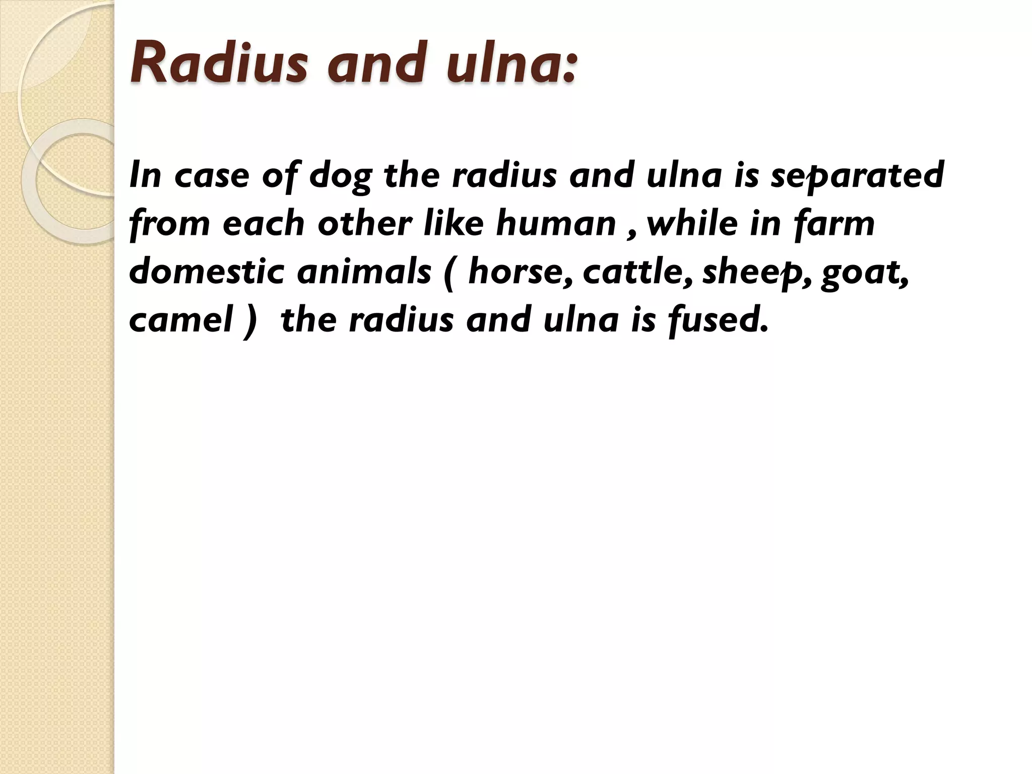 Radius and ulna:
In case of dog the radius and ulna is separated
from each other like human , while in farm
domestic animals ( horse, cattle, sheep, goat,
camel ) the radius and ulna is fused.

 