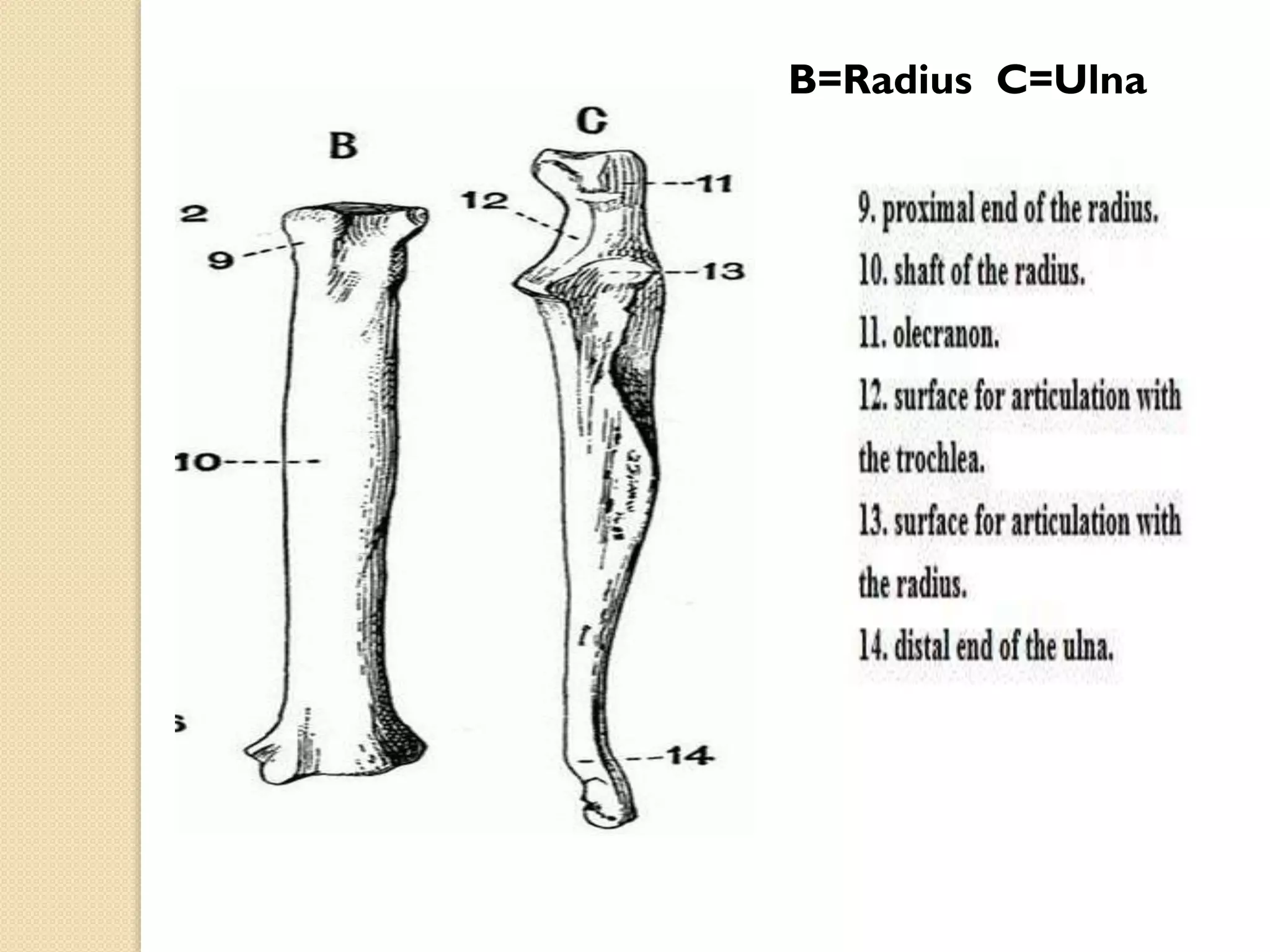 B=Radius C=Ulna

 
