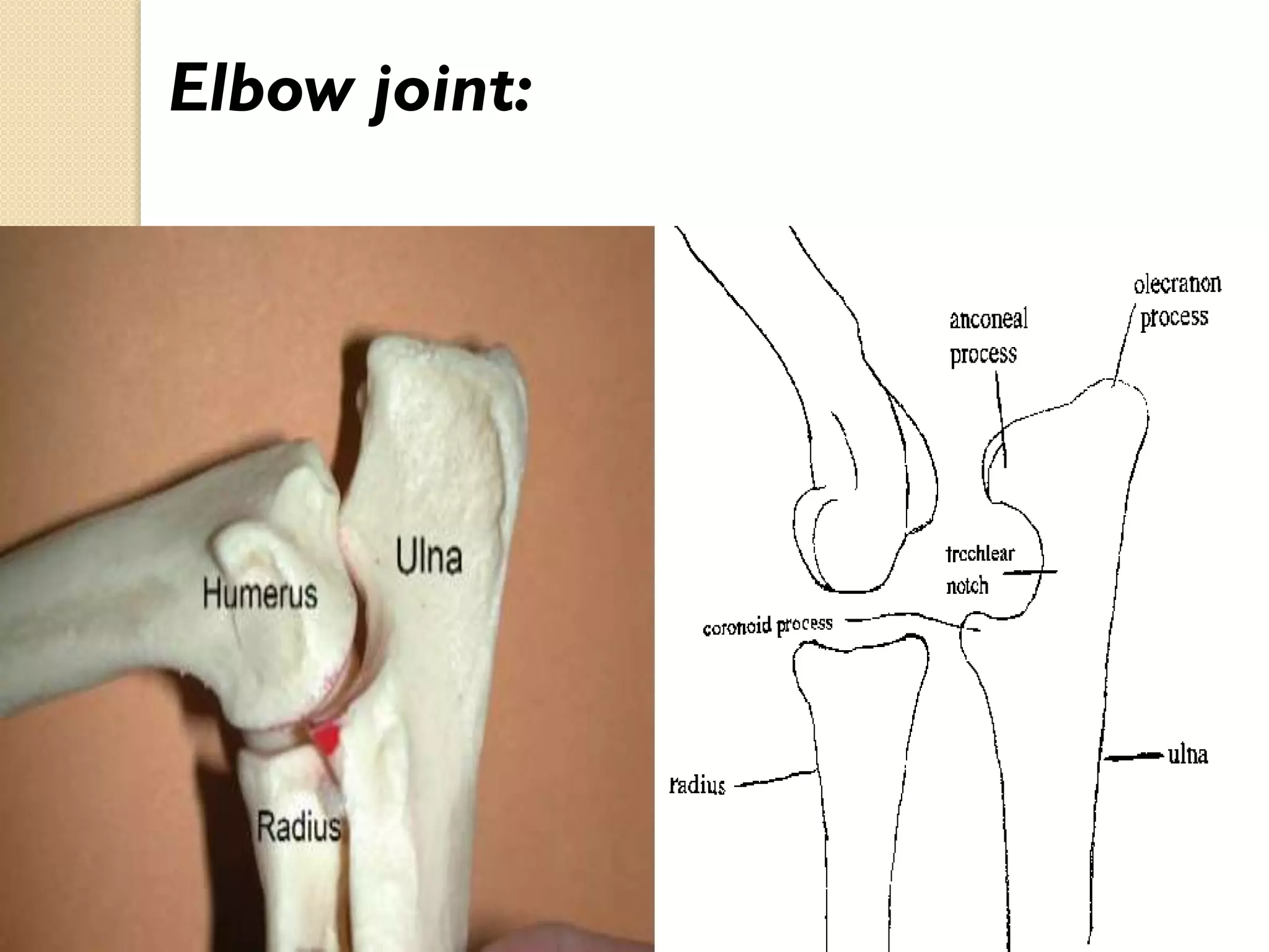 Elbow joint:

 