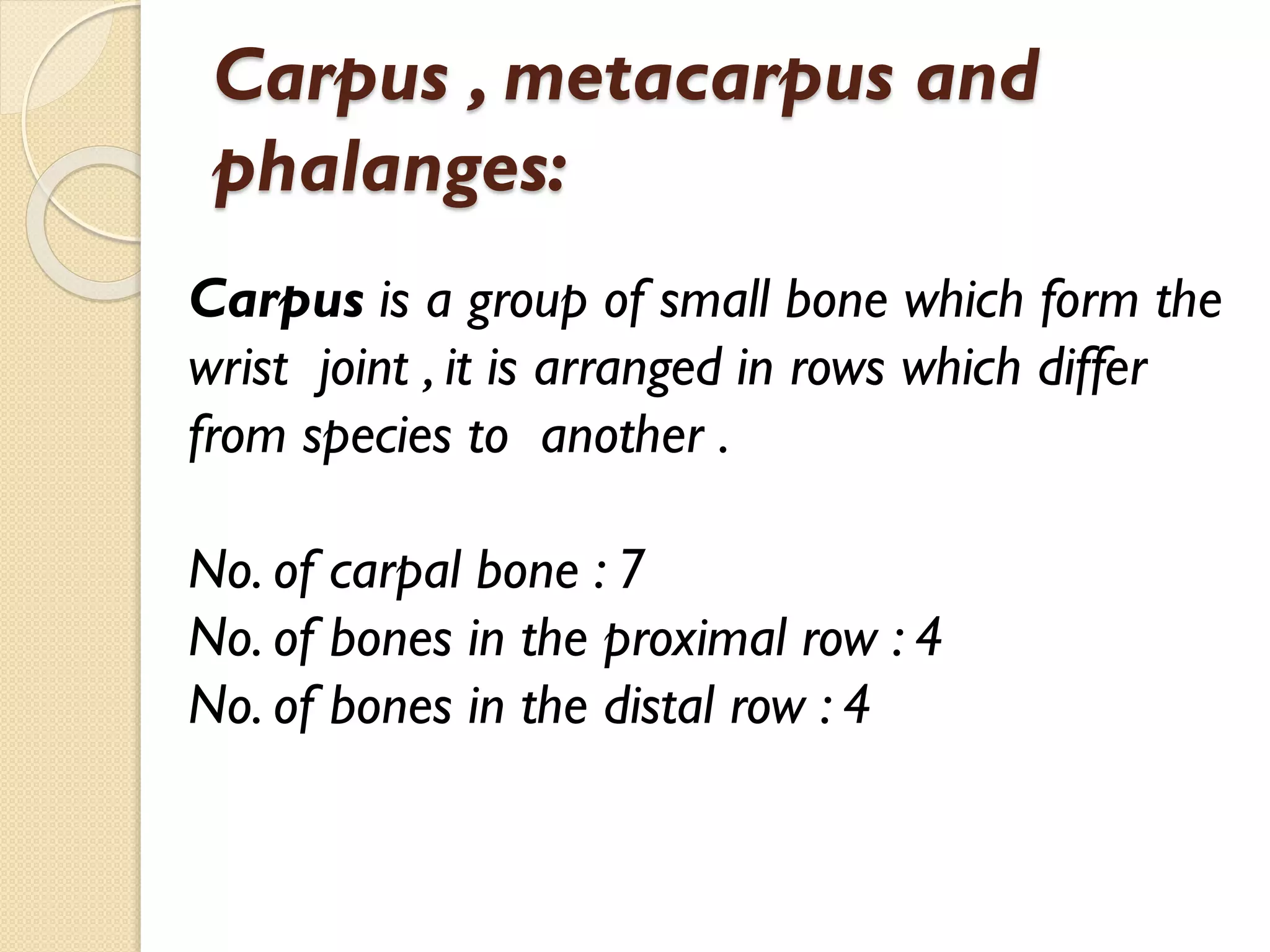 Carpus , metacarpus and
phalanges:
Carpus is a group of small bone which form the
wrist joint , it is arranged in rows which differ
from species to another .

No. of carpal bone : 7
No. of bones in the proximal row : 4
No. of bones in the distal row : 4

 