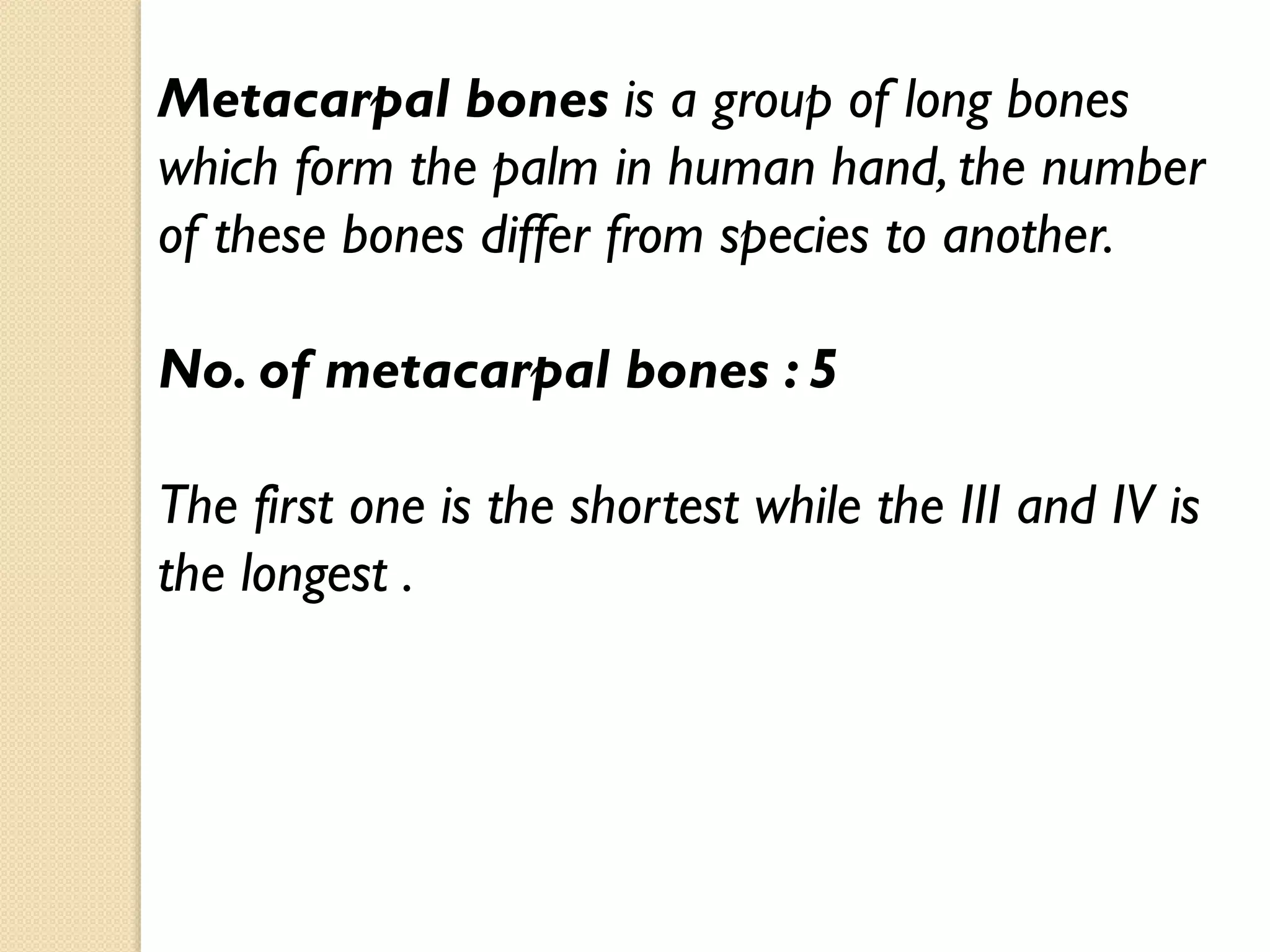 Metacarpal bones is a group of long bones
which form the palm in human hand, the number
of these bones differ from species to another.

No. of metacarpal bones : 5
The first one is the shortest while the III and IV is
the longest .

 