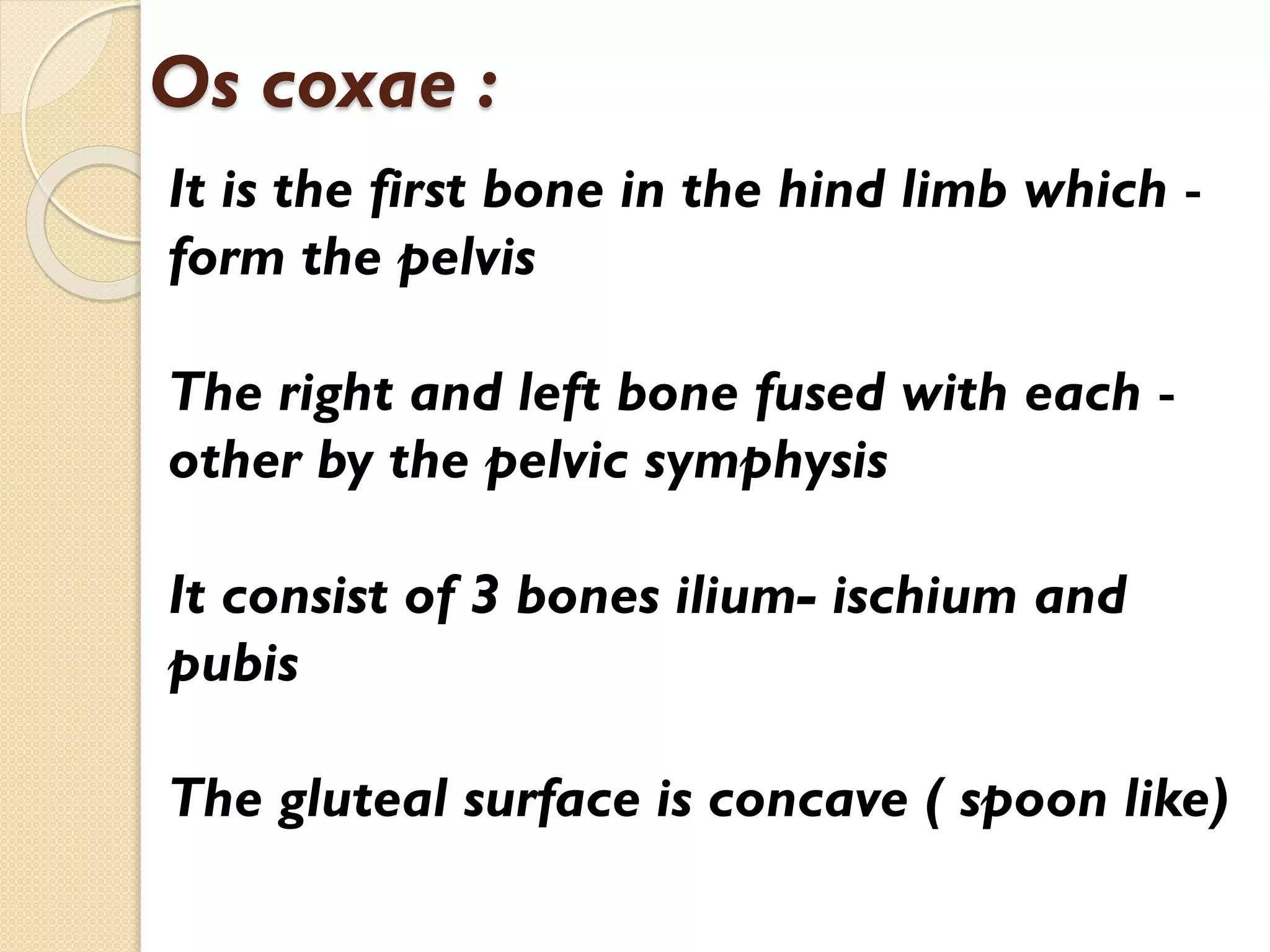 Os coxae :
It is the first bone in the hind limb which form the pelvis
The right and left bone fused with each other by the pelvic symphysis
It consist of 3 bones ilium- ischium and
pubis
The gluteal surface is concave ( spoon like)

 